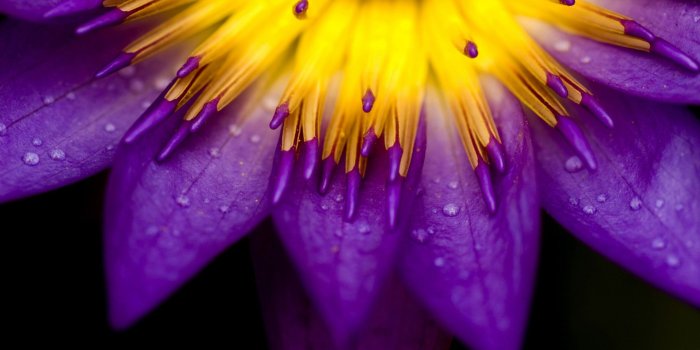 1920x1080 Purple Yellow Flower Wallpaper - Wallpaper Stream