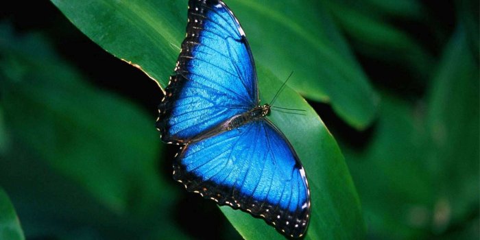 1920x1200 Blue butterfly desktop backgrounds – Desktop Backgrounds 2019