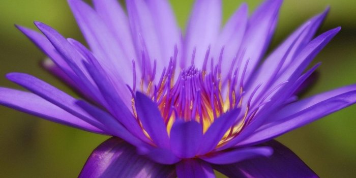 1680x1050 17674 water lily wallpaper