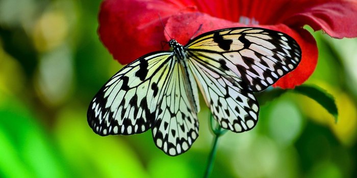 1920x1080 Cute Butterfly Desktop Wallpaper | 2019 Cute Wallpapers