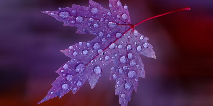 2560x1600 Water Drops on Purple Leaf HD Wallpaper - WallpaperFX