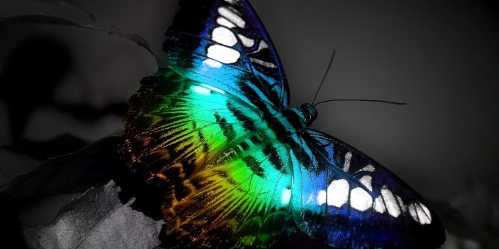 1600x1200 3D Windows Butterfly Desktop Background #8558 - Ongur