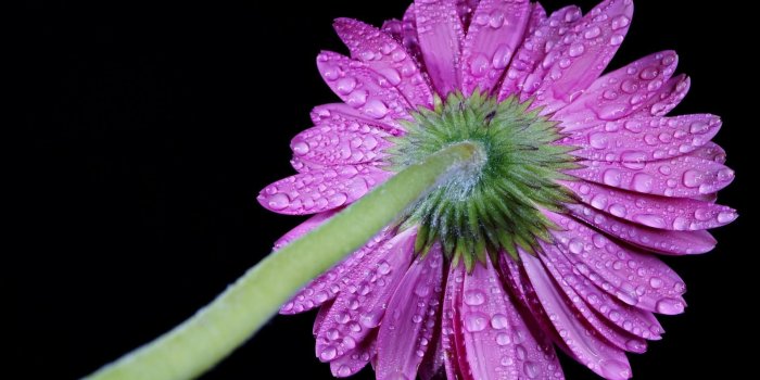 1920x1200 Water drops on a purple gerbera wallpaper - Flower wallpapers - #46628