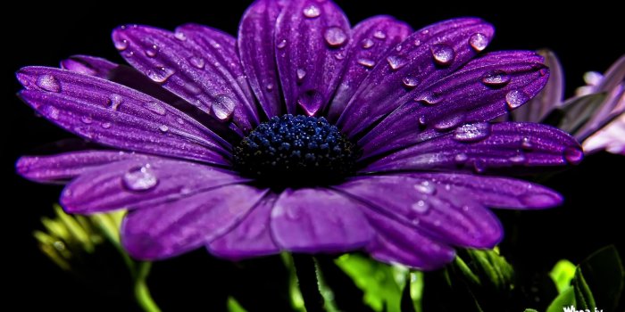 2560x1440 Water Drops On Purple Flower Wallpaper