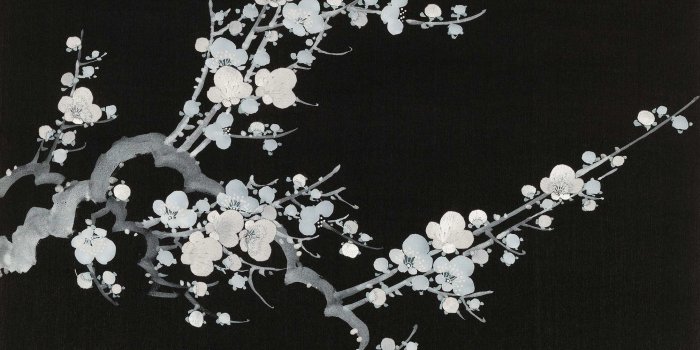 2008x1256 Prunus - Pinpina