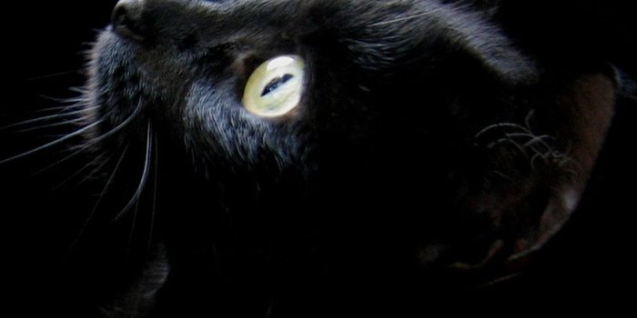 1080x1920 Black Cat HD Wallpaper For Your Mobile Phone