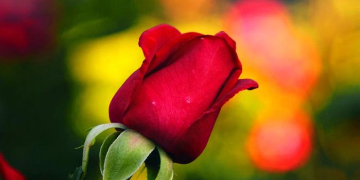 1280x1024 Flowers: Bud Rose Flower Red Petals Magic Desktop Wallpaper Hd for