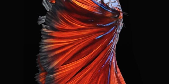 720x1280 Download wappaper 6s gray wallpaper by cashs now. Browse millions of