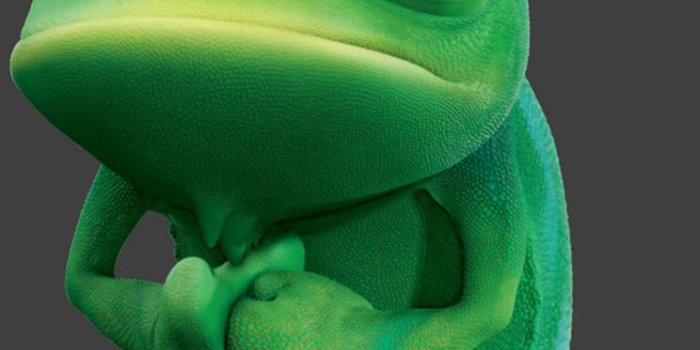 744x1392 Pascal in Tangled - The iPhone Wallpapers