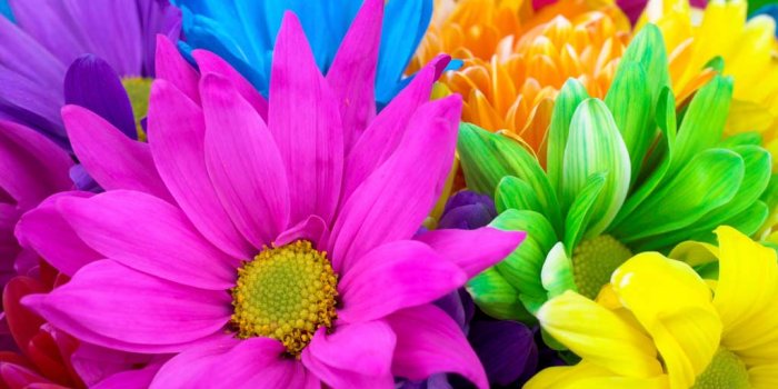 1024x768 Colorful Flower Wallpapers