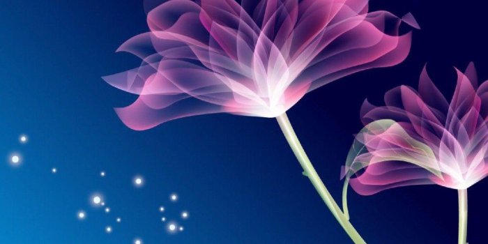 1024x768 Colorful Flower Wallpapers