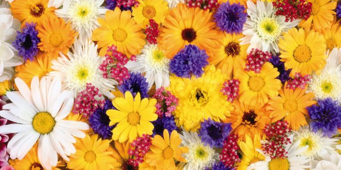 1600x1200 Colorful Flower Wallpapers 14 84697 Images Hd Wallpapers - Colourful