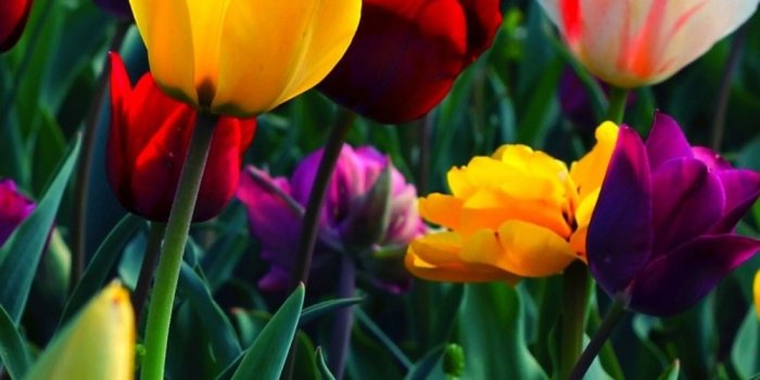 1000x1600 Colorful Flowers Mobile Wallpaper - Mobiles Wall