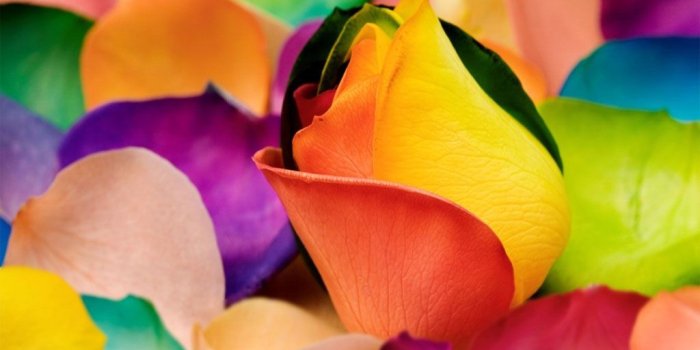1024x768 Sweet - Colorful Flower Images Hd Downloads (#127854) - HD Wallpaper