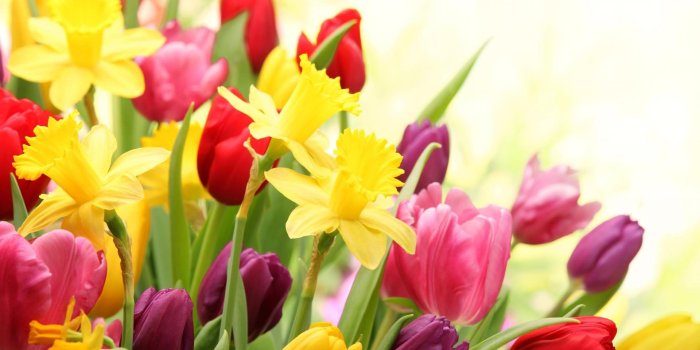 1920x1080 Spring-Tulips-Colorful-Flowers-Wallpaper – Nauset Farms