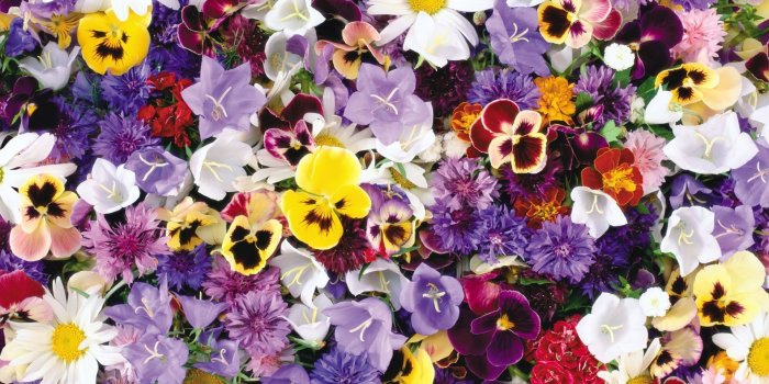 1920x1200 Colorful flowers wallpaper - Flower wallpapers - #53967