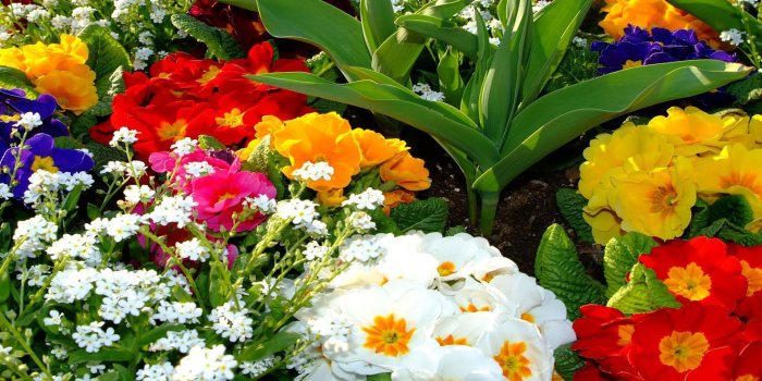 1920x1200 Beautiful Colorful Flowers Wallpapers