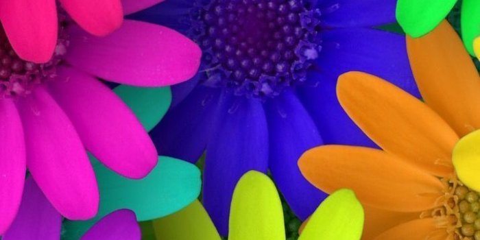 715x1276 colorful flowers | Colourful Life - Group Board in 2019 | Flower