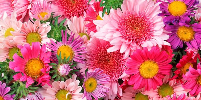 1600x1200 Beautiful Colorful Flowers Wallpapers