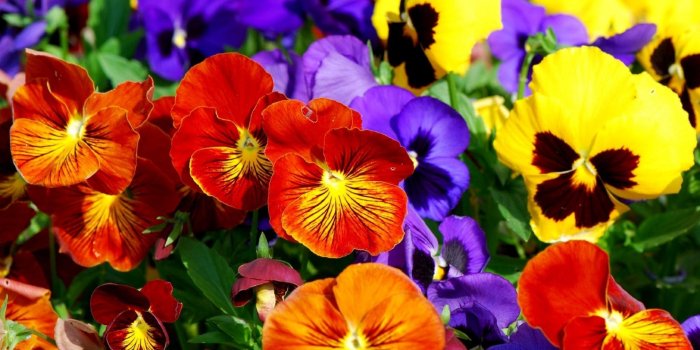 1920x1080 773013-colorful-flowers-wallpaper | Casa Pacifica