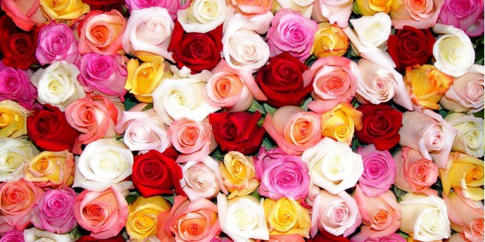 1920x1080 Colorful Roses Desktop Wallpapers - Top Free Colorful Roses Desktop