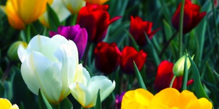 768x1280 Colorful Flowers ❤ 4K HD Desktop Wallpaper for • Dual Monitor