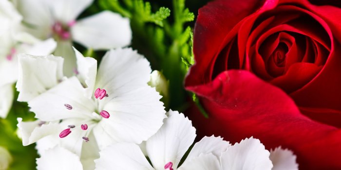 1920x1200 Colorful Flowers #4175048, 1920x1200 | All For Desktop