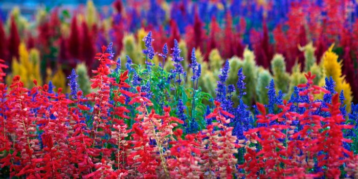1920x1080 65+ Colorful Flower Wallpapers - Download at WallpaperBro