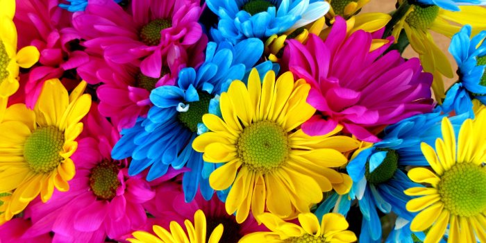 3840x2160 4K Papers - Colorful Daisy Flowers wallpaper