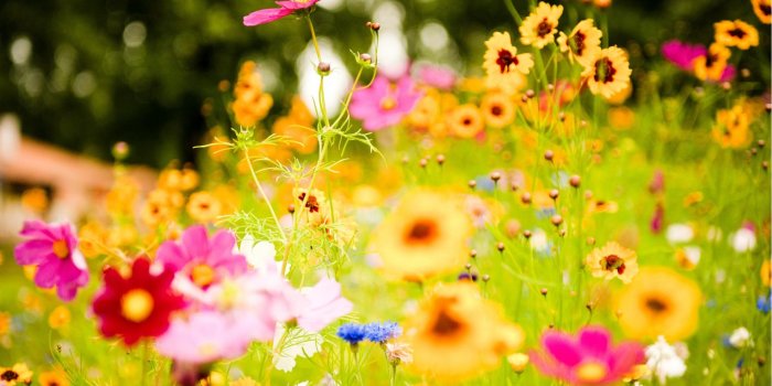 1920x1170 Spring Colorful Flowers Wallpapers - 1920x1170 - 234645