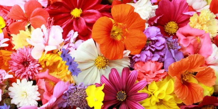 1130x751 Colorful flower carpet - HD Spring wallpaper