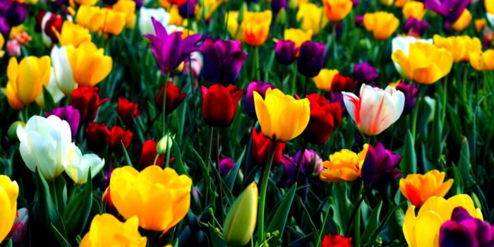 1310x855 Spring Flowers Wallpapers | One plus Wallpapers
