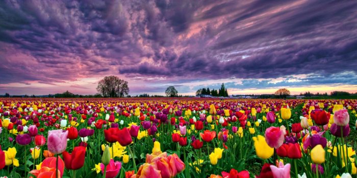 1920x1080 Field Colorful Flowers wallpaper | 1920x1080 | #22839
