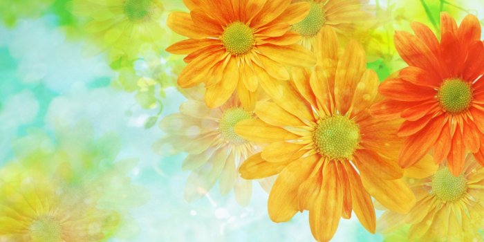 1920x1080 Free download Download Colorful Flowers Wallpaper 1920x1080