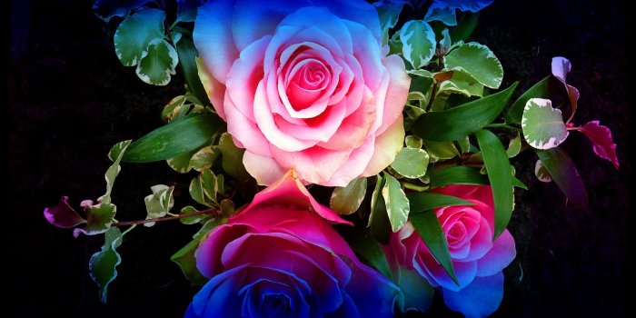 1920x1440 Colourful Roses Wallpaper (63+) - Free Download | Techpresentations