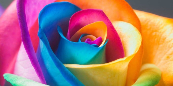 1600x1000 cool rainbow flower wallpapers colorful flower rainbow roses wallpaper