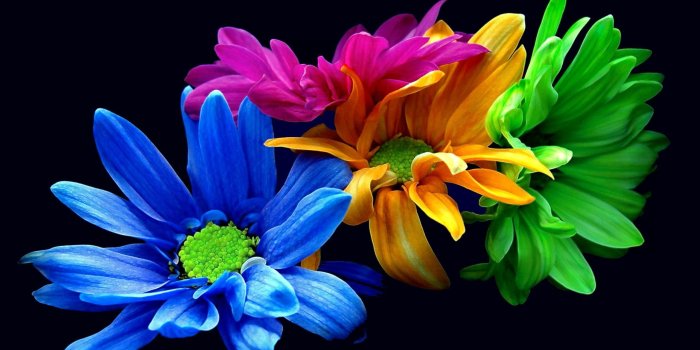 2560x1600 Colorful Flower Wallpaper (70+ pictures)