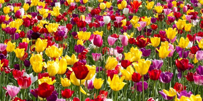 2560x1600 Download 2560x1600 Tulip Garden, Colorful Flowers Wallpapers for