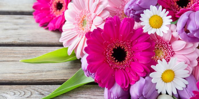 5120x2880 Wallpaper Chamomile and tulips, colorful flowers 5120x2880 UHD 5K