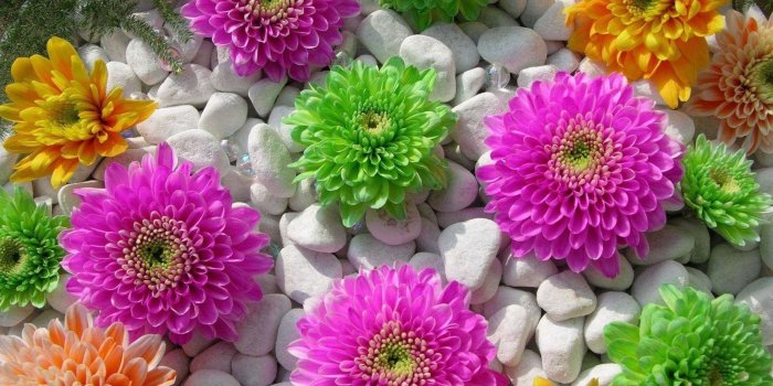 2880x1800 Colorful flowers wallpaper Gallery