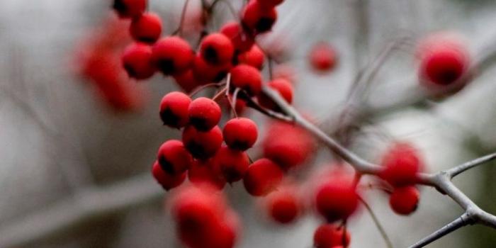 720x1280 Twig, Tree, Nature, Winter, Angel HD Wallpaper for Android Phone