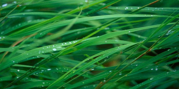 1600x1000 Apple Default Green Grass Blades Desktop Wallpaper