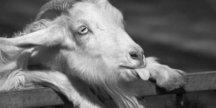 1920x1280 Black & White Happy Goat [1920 x 1280