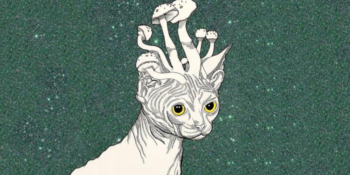 1366x768 Download wallpaper 1366x768 trippy stoner, cat, mushrooms, art