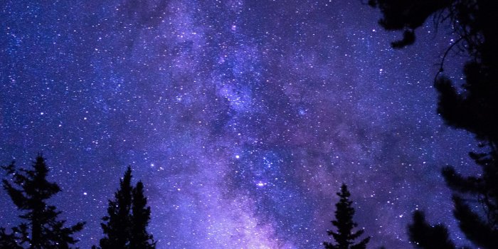 2160x3840 Download wallpaper 2160x3840 starry sky, trees, night, pines samsung