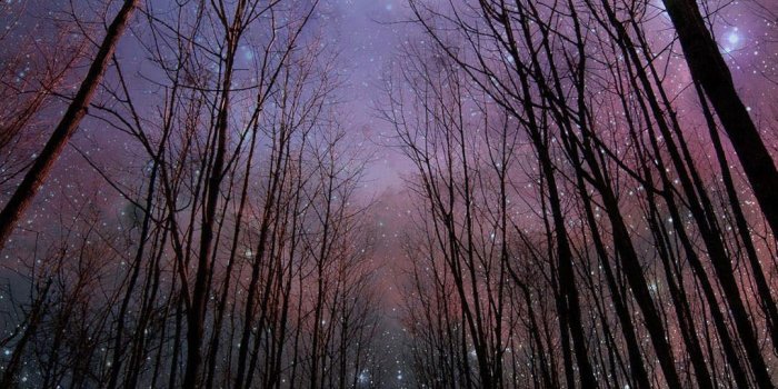 1080x1920 Bright Night Sky Aboe the Trees 1080x1920 Samsung Galaxy S5