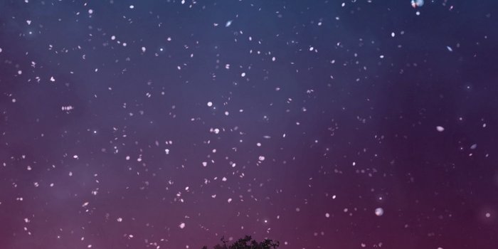 1440x2560 Download wallpaper 1440x2560 starry sky, night, tree qhd samsung