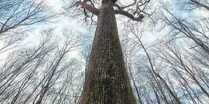 1242x2809 Tree, Forrest, nature, wallpaper, sky, galaxy, colour, photography