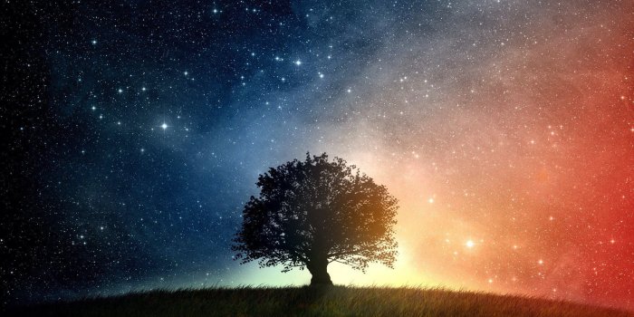 1920x1200 Watch the leaves sway in the wind with these tree wallpapers