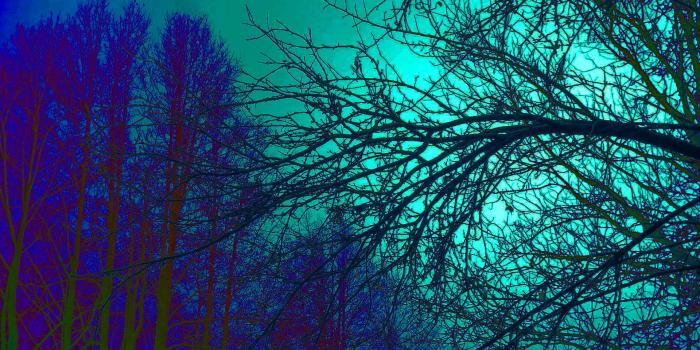 1920x1080 Trippy trees wallpaper - Free HD Wallpapers